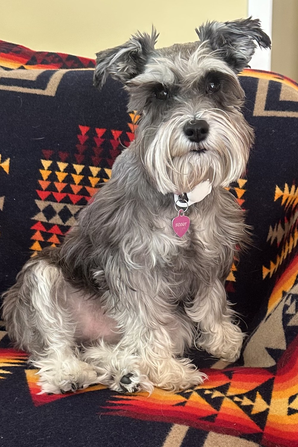 Pendleton Chief Joseph black wool blanket with a mini schnauzer sitting on it in a cabin